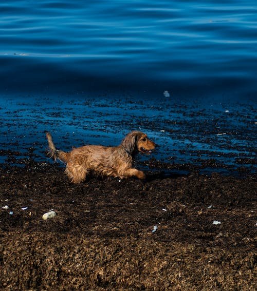 Gratis arkivbilde med gjørme, hund, morsom