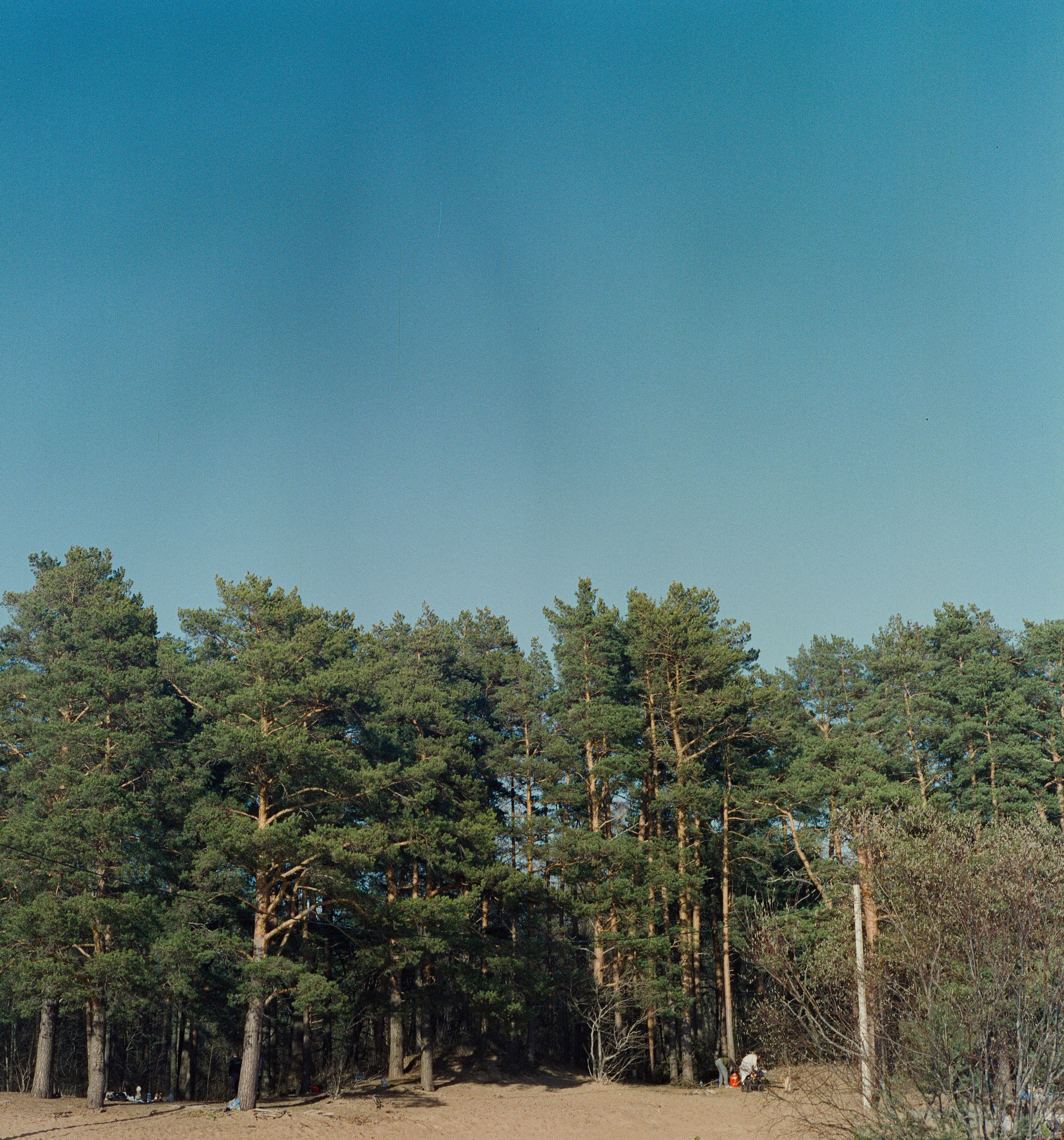 A Green Trees Under the Blue Sky · Free Stock Photo