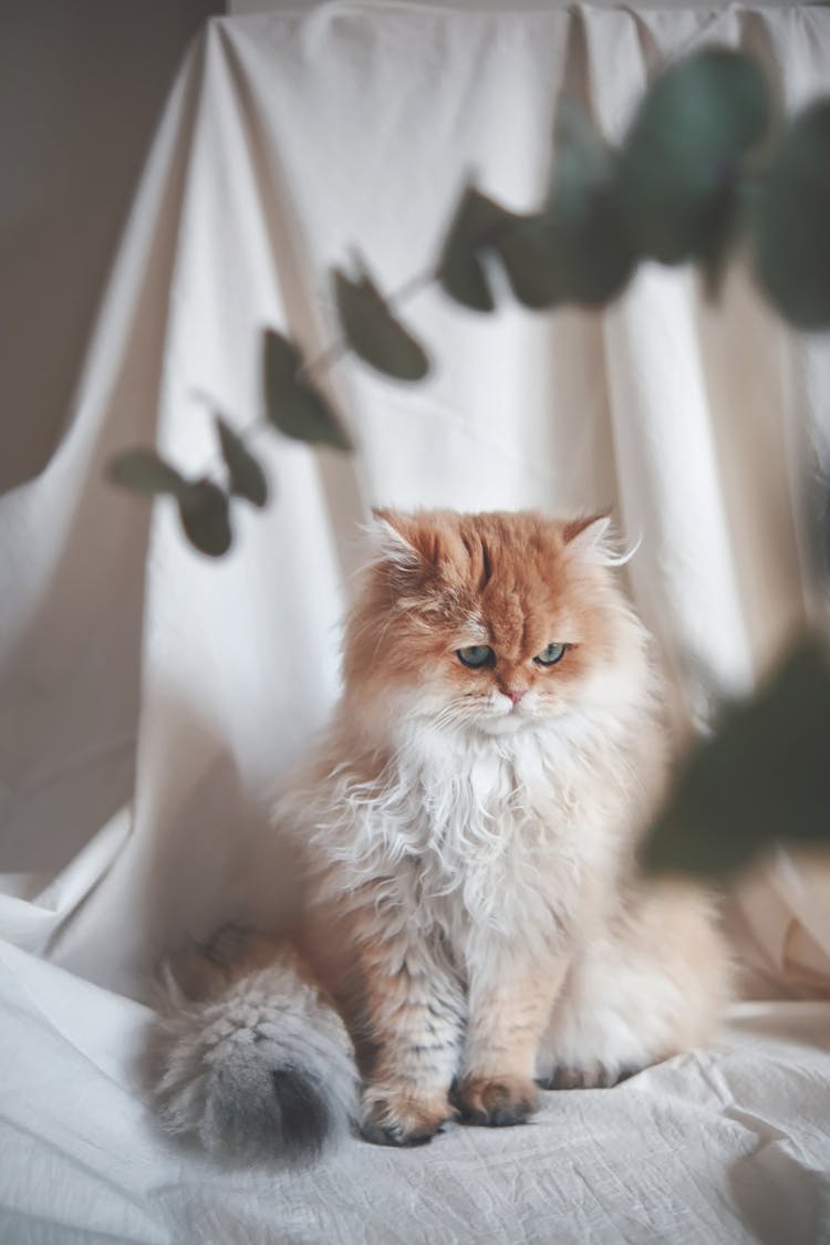 A Persian Cat Sitting On White Cloth