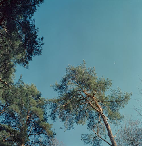 A Green Trees Under the Blue Sky