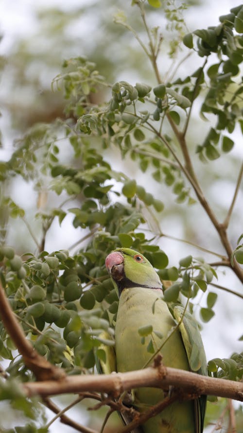 A Parakeet Perched on a Branch