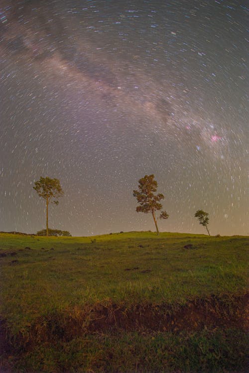 Green Trees on Green Grass Field under the Starry Night Sky