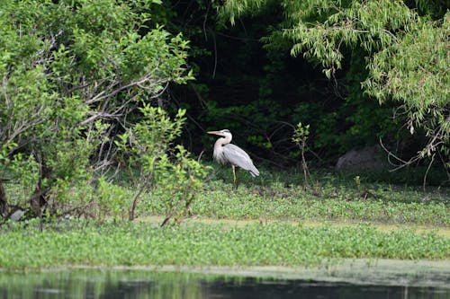 A Great Blue Heron in the Wild 