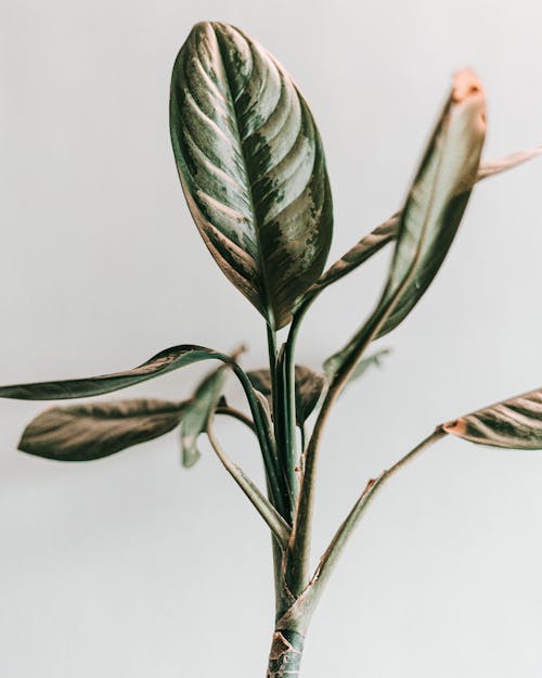 Leaves on White Background