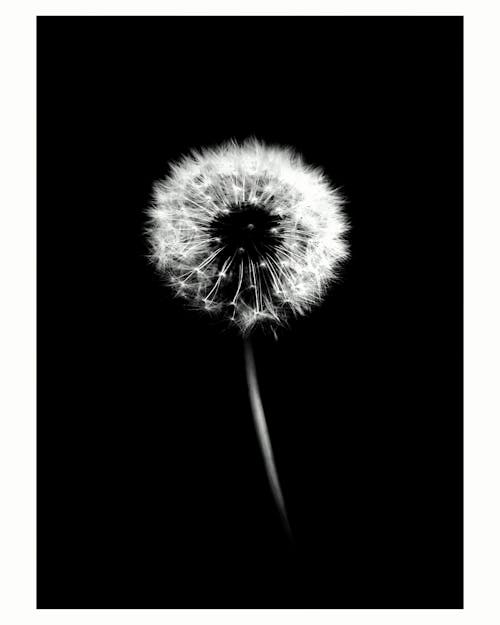 Free stock photo of black and white, center, conscious Stock Photo