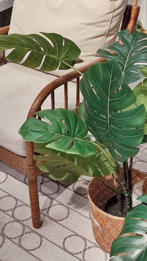 Monstera Plant by Armchair