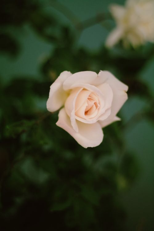 Free Close-up of a beautiful pink rose on a green blurred background, capturing the essence of nature's elegance. Stock Photo