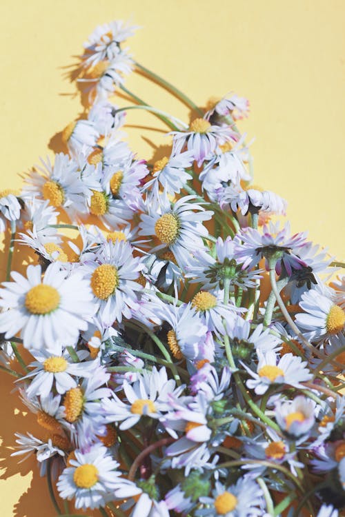 Free daisies on plain background Stock Photo