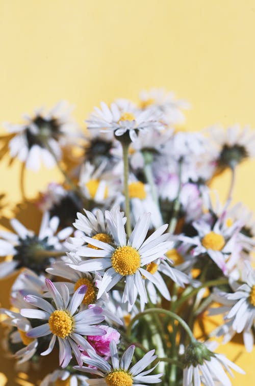 Free daisies on plain background Stock Photo