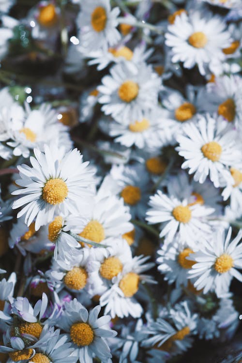Free daisies close up Stock Photo
