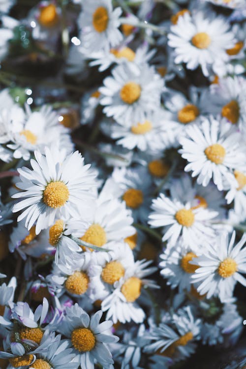 Close-Up Shot of Daisies 