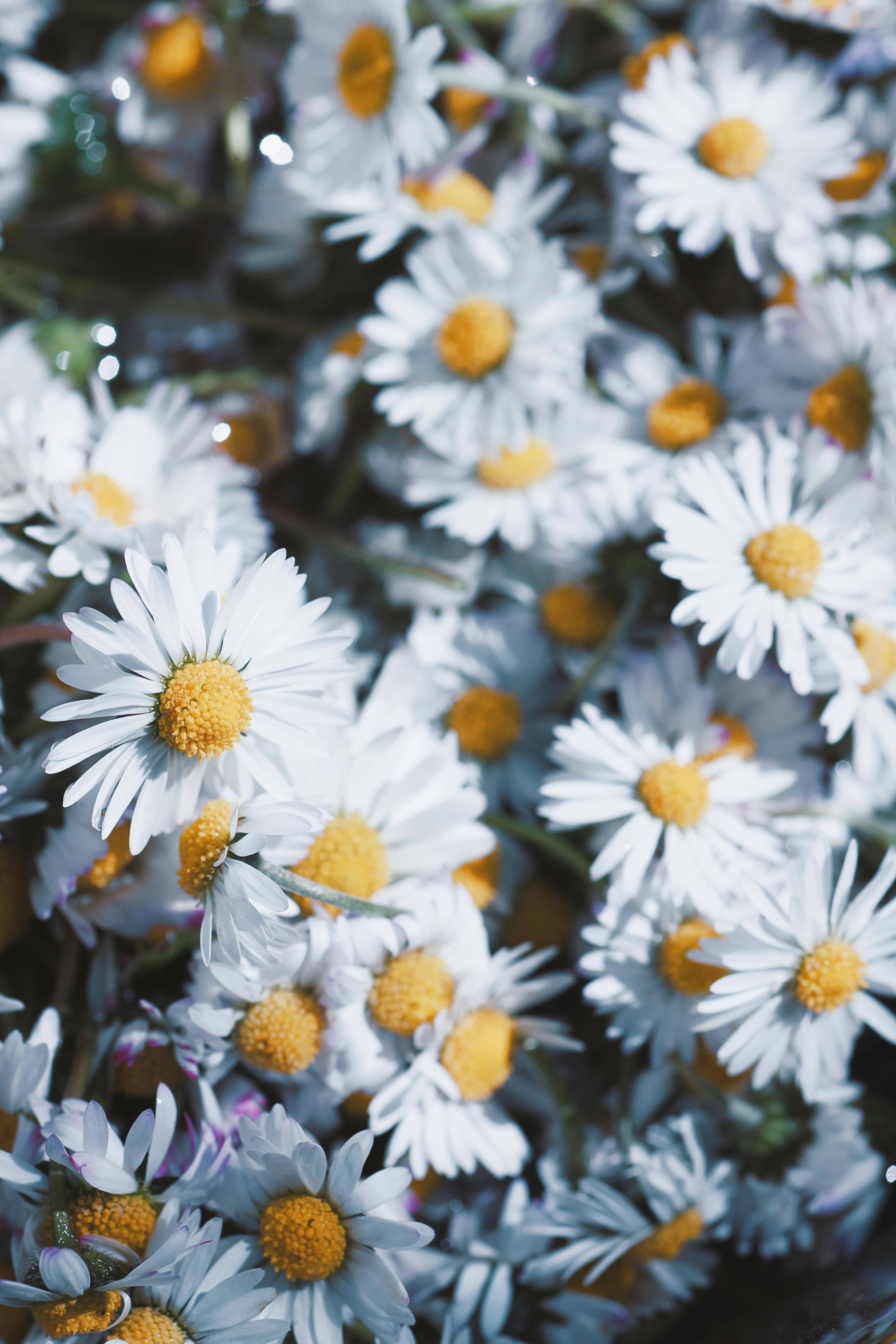 Sunny Photo of Daisy Flowers in the Meadow · Free Stock Photo
