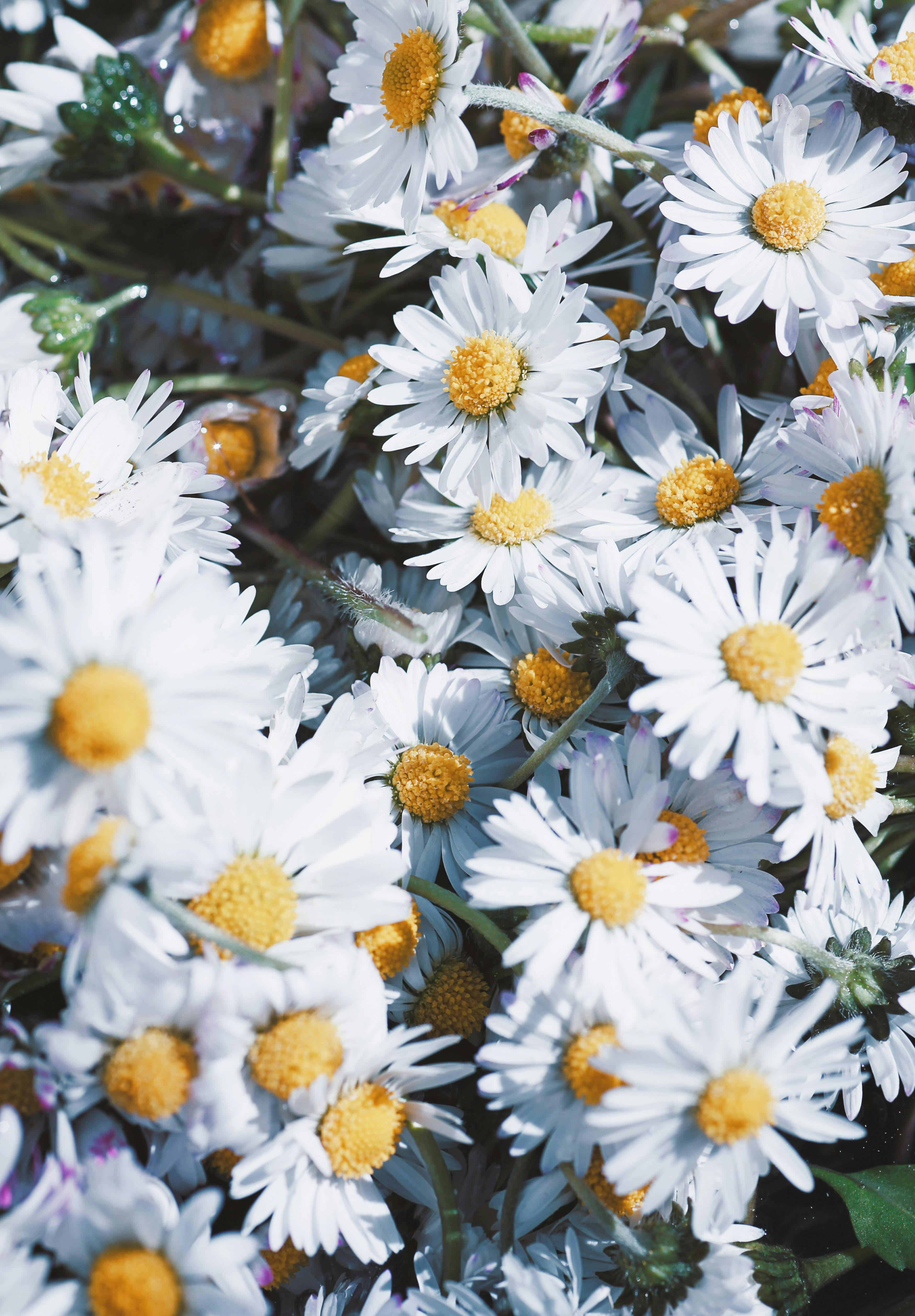 Daisies in Bloom · Free Stock Photo