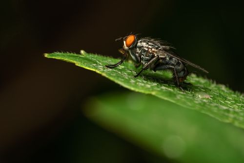 Free Macro photograph of a fly perched on a green leaf showcasing its intricate details and natural habitat. Stock Photo