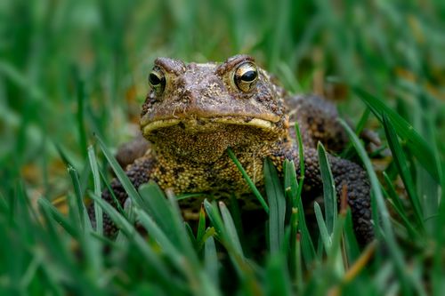 Free Detailed close-up of a toad nestled among vibrant green grass. Stock Photo