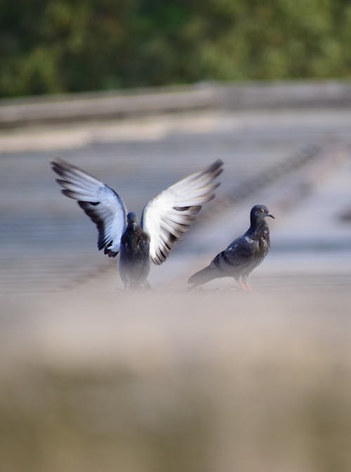 Free Pigeon Stock Photo