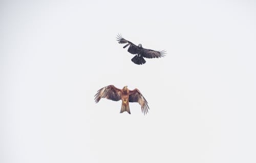 Free Kite & Crow Stock Photo