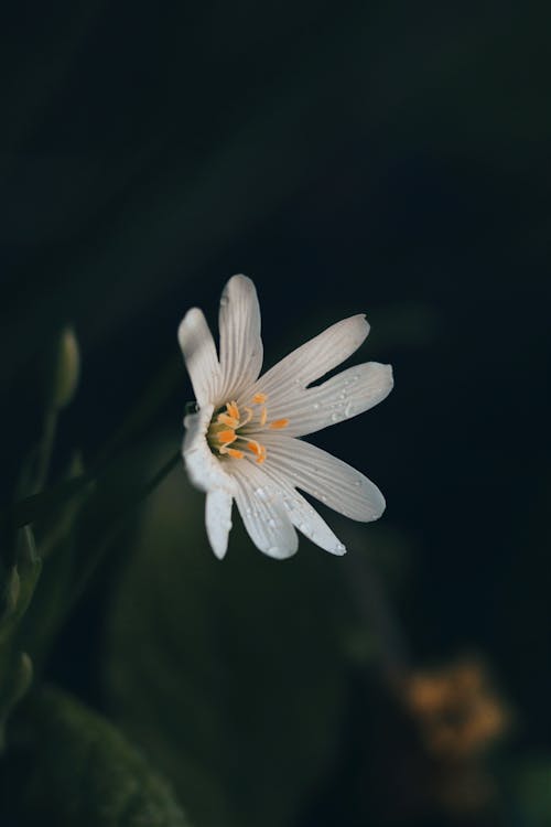 Imagine de stoc gratuită din a închide, creștere, floare albă