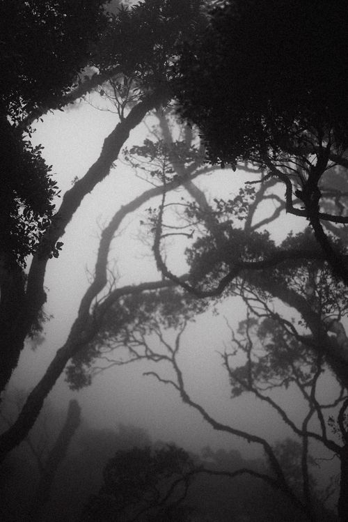 Free An enchanting black and white photo of fog-shrouded trees creating a mystical forest atmosphere. Stock Photo