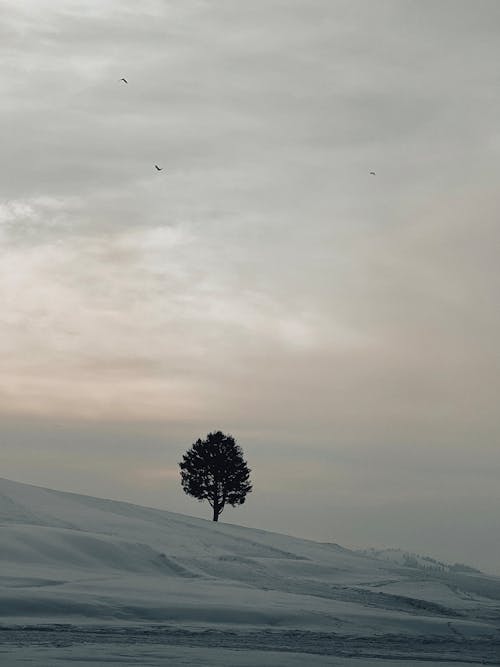 Lone Tree in Snowy Field under Overcast Sky