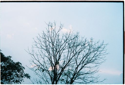 A tranquil winter sky featuring bare tree branches through a minimalistic perspective.