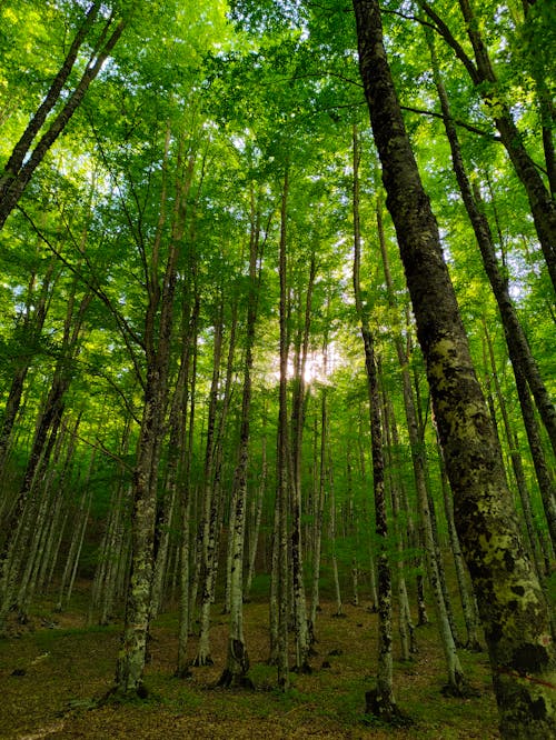 Ilmainen kuvapankkikuva tunnisteilla luonto, metsä, puu