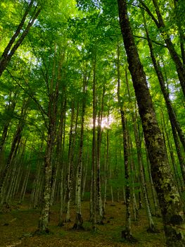 Tall trees in a lush forest with sunlight breaking through, creating a serene atmosphere.