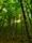 forest video
