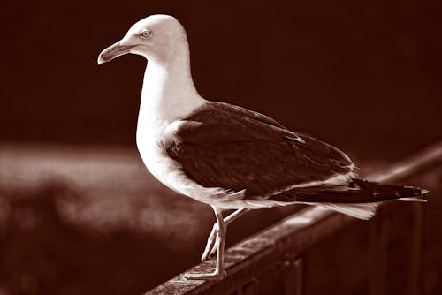 Free Gull on the Rail Stock Photo