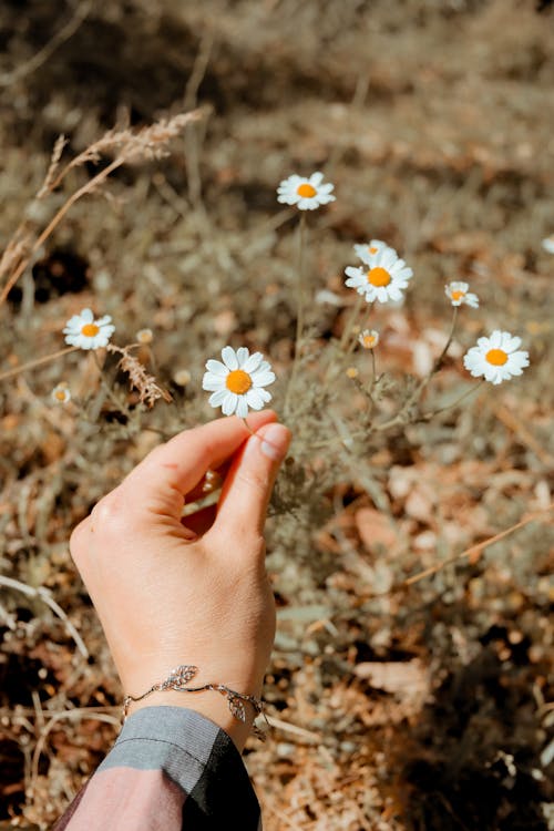 คลังภาพถ่ายฟรี ของ ดอกเดซี่สีขาว, ดอกไม้, บด