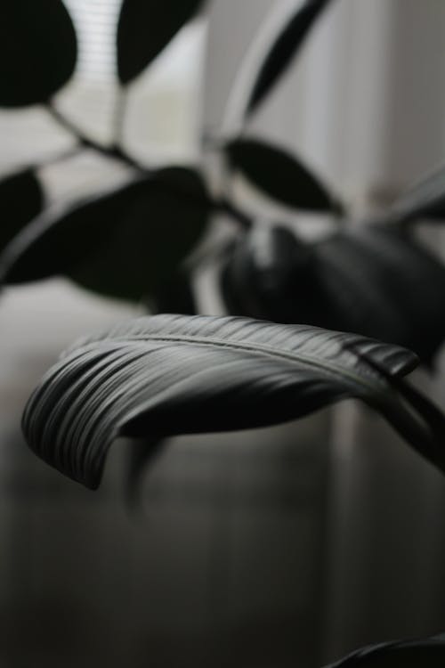 Grayscale Photo of a Leaf