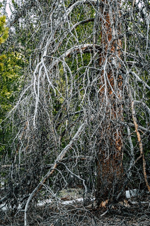 Kostenloses Stock Foto zu äste, baum, nahansicht