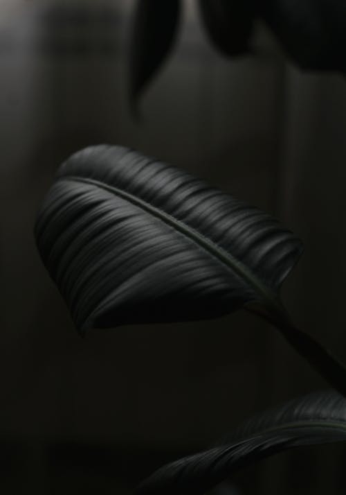 Grayscale Photo of a Leaf 