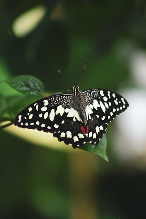 Black and White Butterfly Perched on Green Leaf 