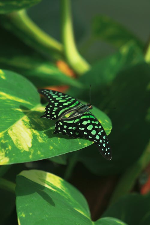 A Tailed Jay Butterfly in Close-up Photography