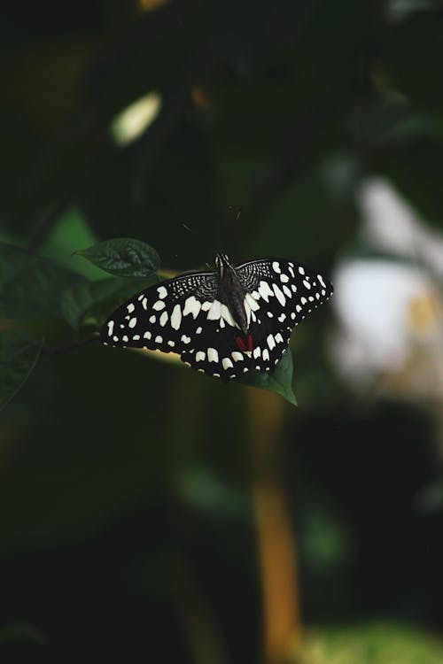 Black Spotted Butterfly Perched on a Green Leaf 