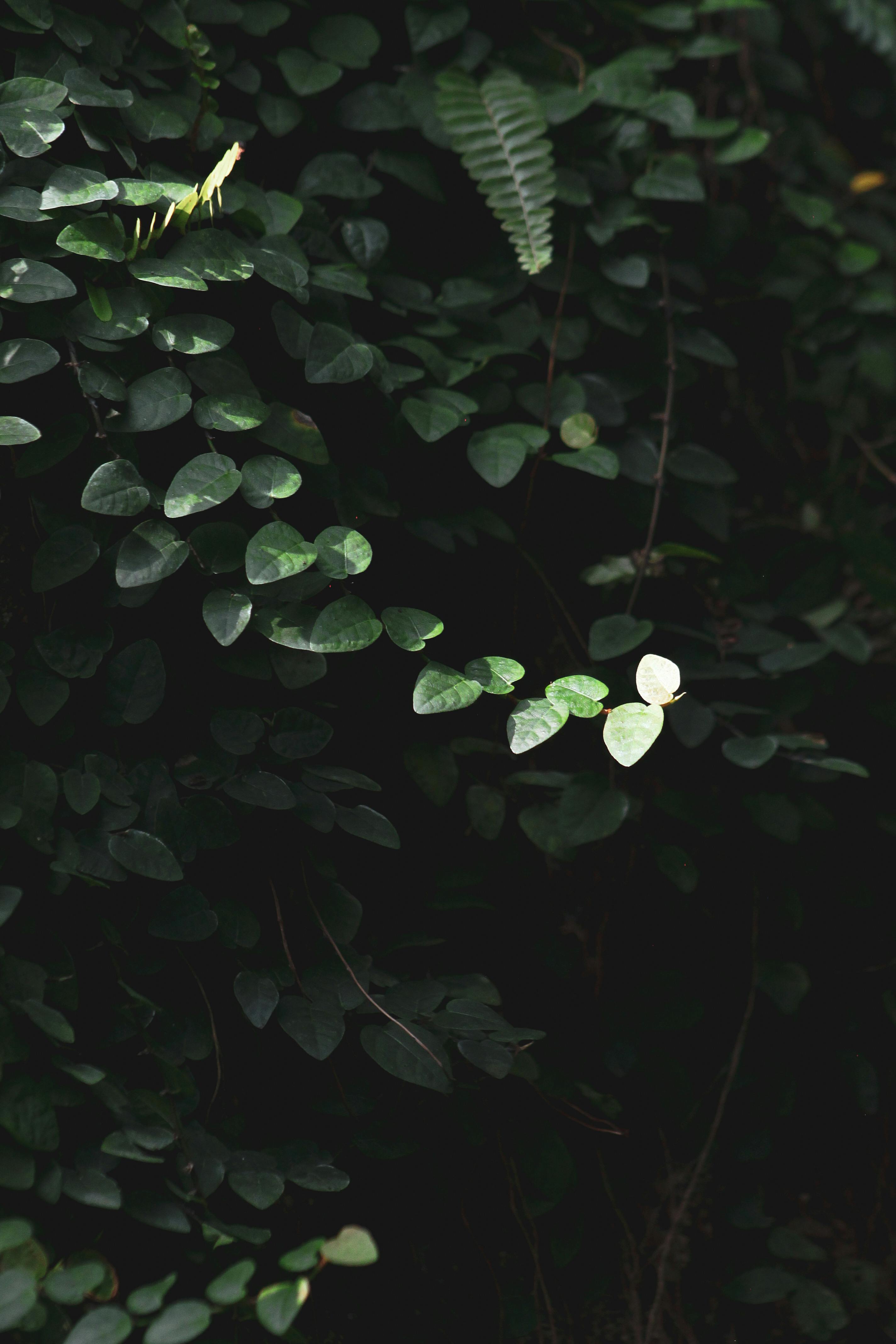 A beautiful close-up of green foliage with textured leaves creating a serene and natural ambiance.