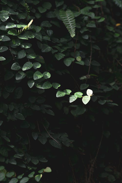 Close-Up Shot of Green Leaves