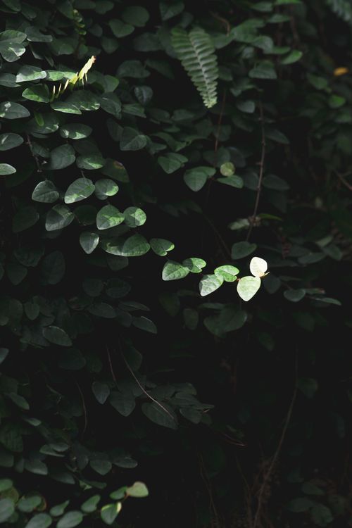 Free A beautiful close-up of green foliage with textured leaves creating a serene and natural ambiance. Stock Photo