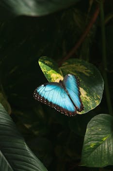 Stunning blue morpho butterfly resting on vibrant tropical leaves.