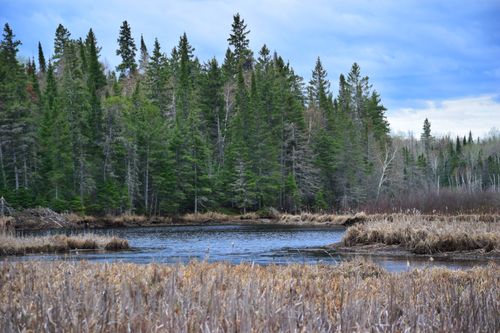 Free A tranquil lake surrounded by dense pine trees under a blue sky, reflecting nature's serene beauty. Stock Photo