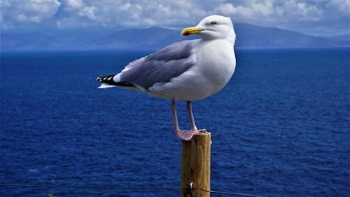 Close-Up Shot of a Seagull on a Wooden Post