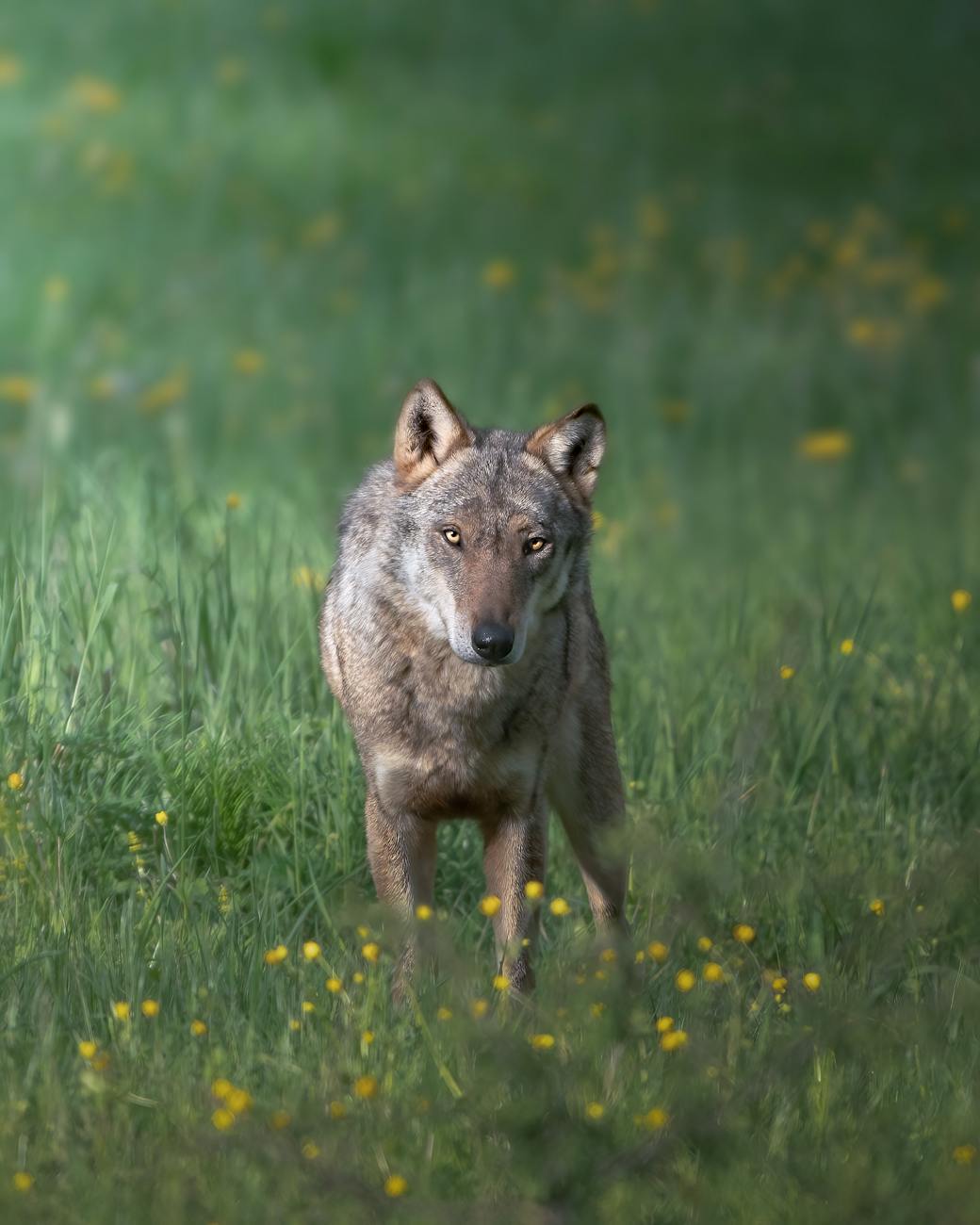 wolf dootgerede in leusde, erg of mnu?