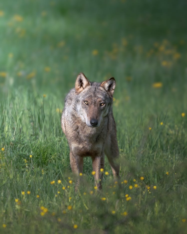 Close-Up Of  Wolf 