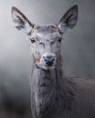 cervo