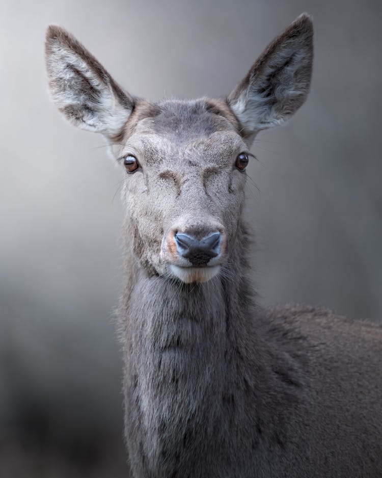 Close-Up Shot Of A Deer 