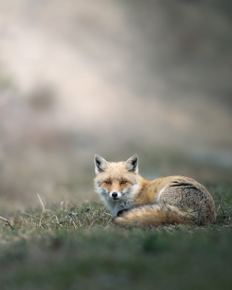 An Iberian Fox On Grass