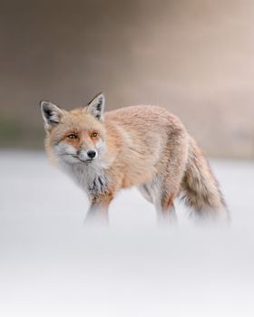 fox photo