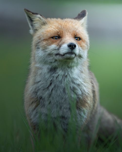 Free Close-up of a red fox in a grassy area, captured in Abruzzo, Italy. Stock Photo