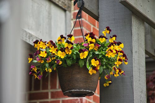 A Pansy Flowers Hanging on a Pot